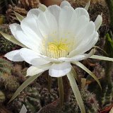 Echinopsis mairanana n.n. KK816, Mairana, Bolivia JLcoll.1422.jpg